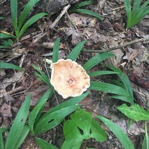 Meet your Posher, Bris